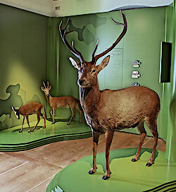 Museum für Jagd im Bayerwald